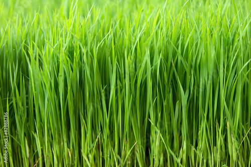 Obraz na płótnie natura azjatycki trawa piękny