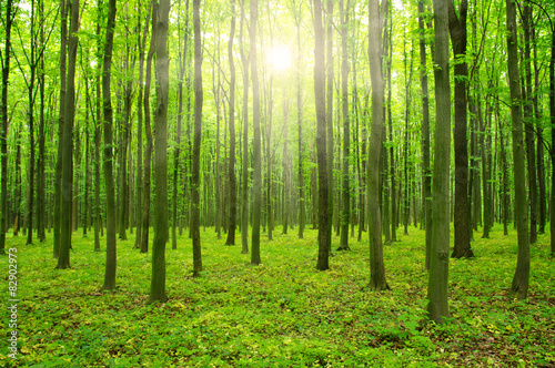 Naklejka słońce drzewa natura pejzaż dziki