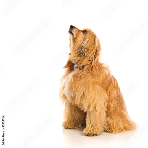 Obraz na płótnie spokojny pies ładny zwierzę miłość