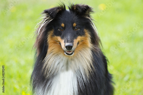 Plakat Portret collie