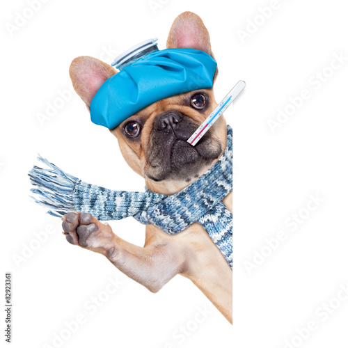 Plakat medycyna pies zabawa bokser