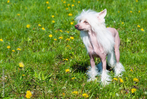 Fotoroleta zwierzę trawa pies dzieci nikt