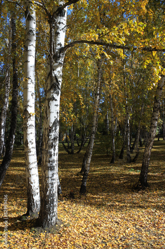 Naklejka natura drzewa gałązka