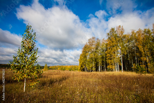 Naklejka drzewa lato rosja natura las