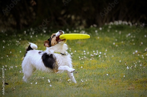 Obraz na płótnie Pies bawi się frisbee