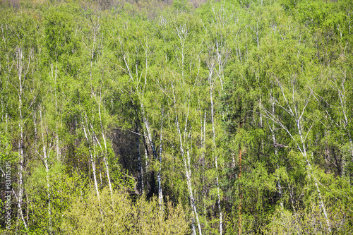 Plakat natura dąb drzewa krajobraz