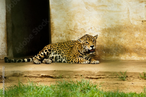 Fototapeta natura pantera jaguar duży maja