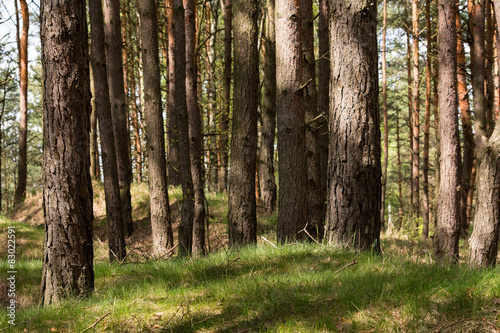 Naklejka pejzaż sosna trawa natura