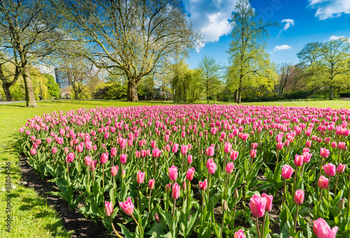 Obraz na płótnie park piękny kwiat świeży