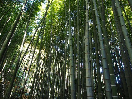 Naklejka ogród zen azja krajobraz japonia