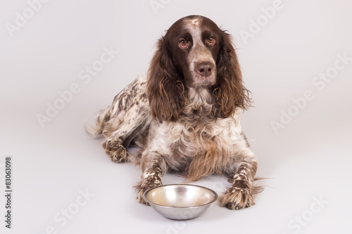 Naklejka Rosyjski spaniel