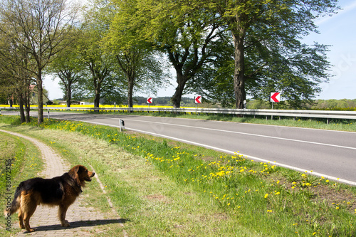 Obraz na płótnie mniszek pies drzewa natura