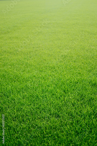 Naklejka trawa łąka piłka nożna ogród