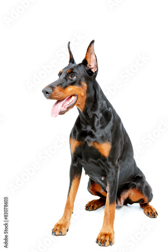 Plakat Dobermann pinscher siedzi