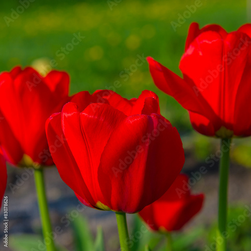 Fotoroleta świeży tulipan park lato