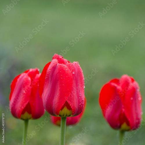 Naklejka park lato piękny tulipan świeży