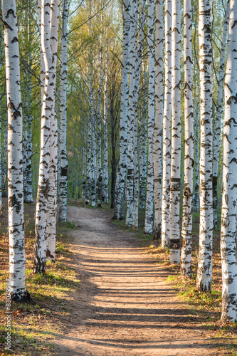 Naklejka rosja las park natura