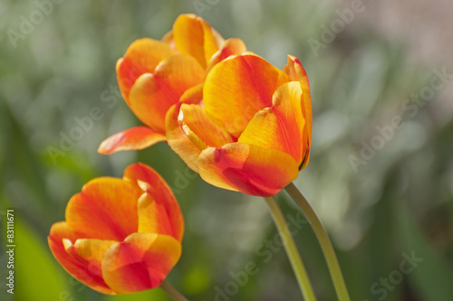 Obraz na płótnie natura tulipan roślina ogród kwiat