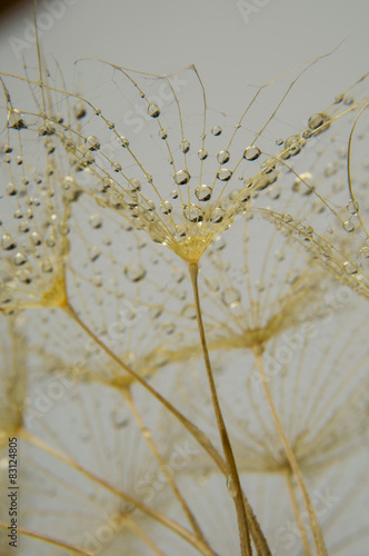 Fotoroleta woda roślina łąka kwiat fiołek