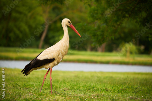 Fotoroleta wiejski natura pejzaż