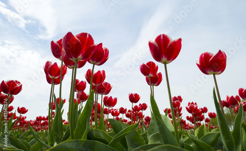 Fototapeta tulipan spokojny rolnictwo wiejski holandia