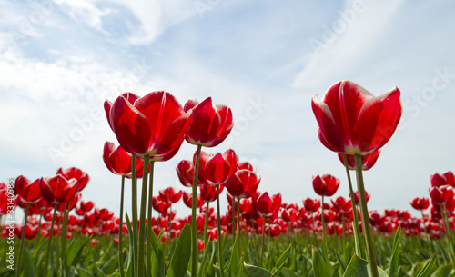 Obraz na płótnie spokojny niebo rolnictwo wiejski tulipan