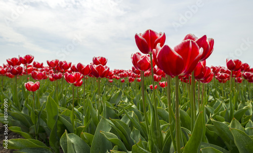 Fototapeta spokojny tulipan perspektywa rolnictwo kwiat