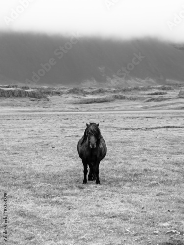 Naklejka pole portret islandia