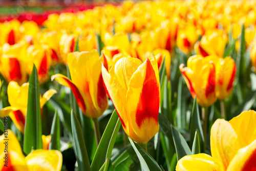Obraz na płótnie bukiet tulipan natura