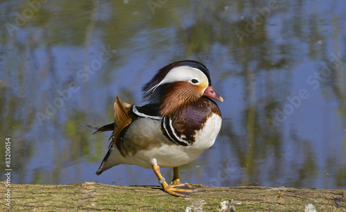 Fotoroleta wieś ptak zwierzę natura dziki