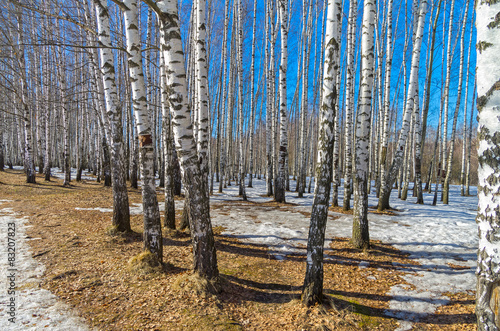 Naklejka niebo natura śnieg brzoza