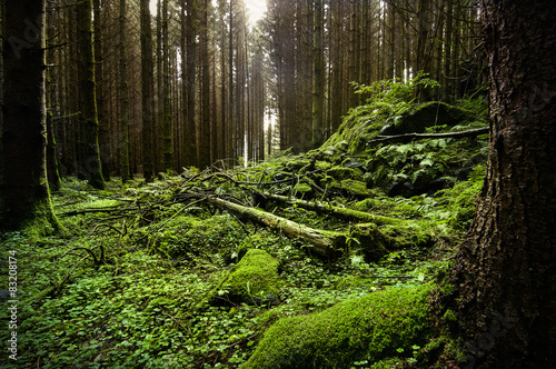 Fototapeta świerk wiejski drzewa natura