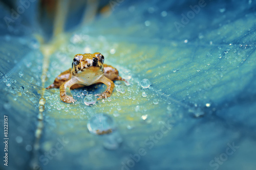 Plakat natura zwierzę gad roślina dzikość