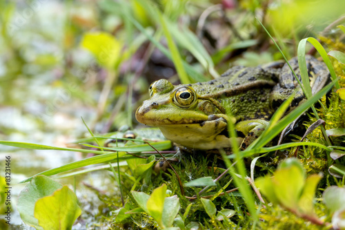 Plakat oko natura ogród