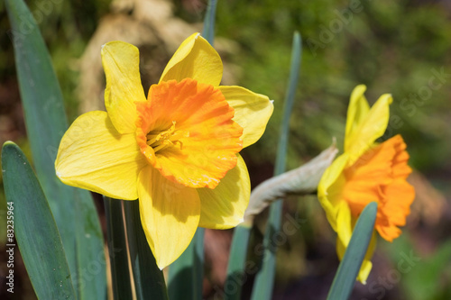 Fotoroleta Beautiful yellow daffodils. Narcissus