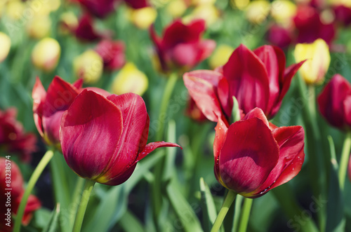 Fotoroleta natura wiejski rolnictwo tulipan