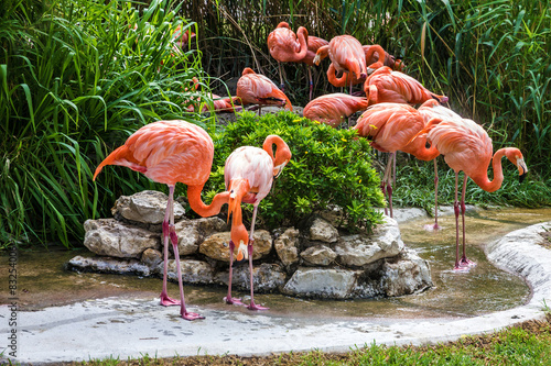 Fotoroleta portugalia flamingo zwierzę