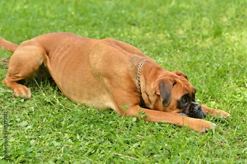 Plakat Boxer na trawie