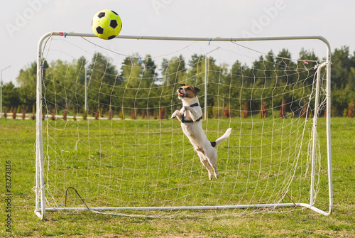 Fototapeta piłka zwierzę sport