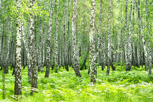 Fototapeta piękny trawa las narodowy słońce