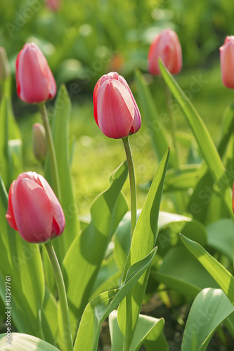 Fotoroleta natura ogród kwitnący tulipan