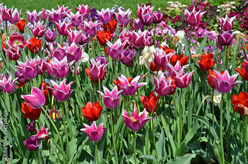 Obraz na płótnie narcyz park kwiat tulipan