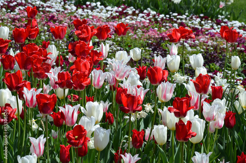 Obraz na płótnie tulipan krzew kwiat park