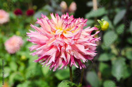 Fototapeta dalia piękny flora