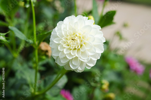 Naklejka dalia piękny flora krzyczący brzęczyk