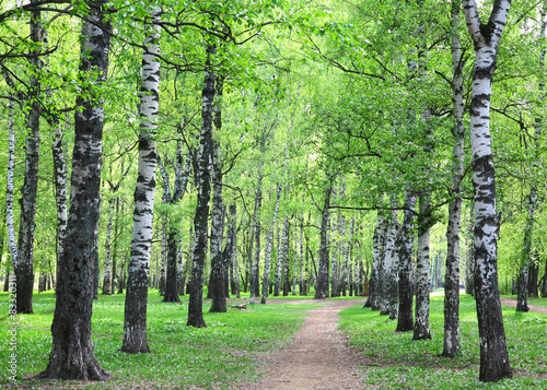 Plakat rosja las dziki roślina park