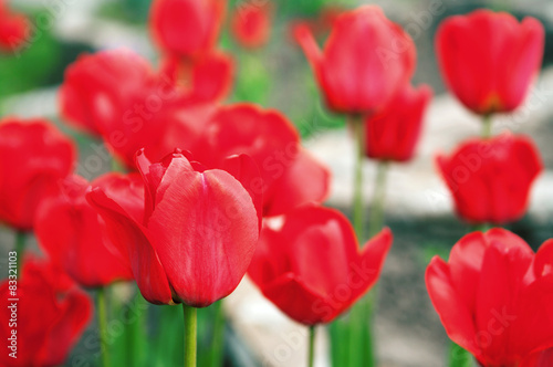 Fototapeta red tulips