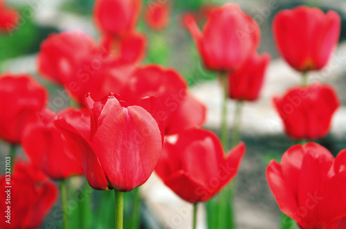 Naklejka red tulips