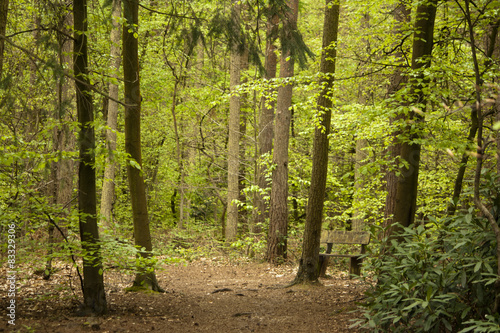 Naklejka drzewa roślina ścieżka natura buk