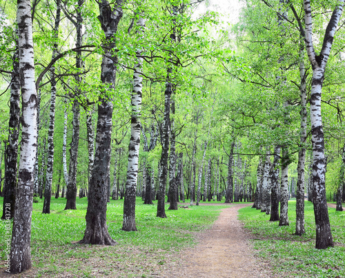 Obraz na płótnie lato drzewa park roślina dziki